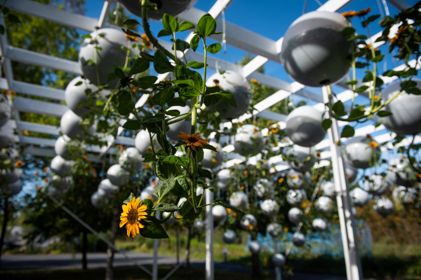 Gravity Field | Terrain Work